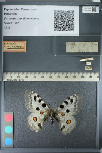 Media type: image;   Entomology 175243